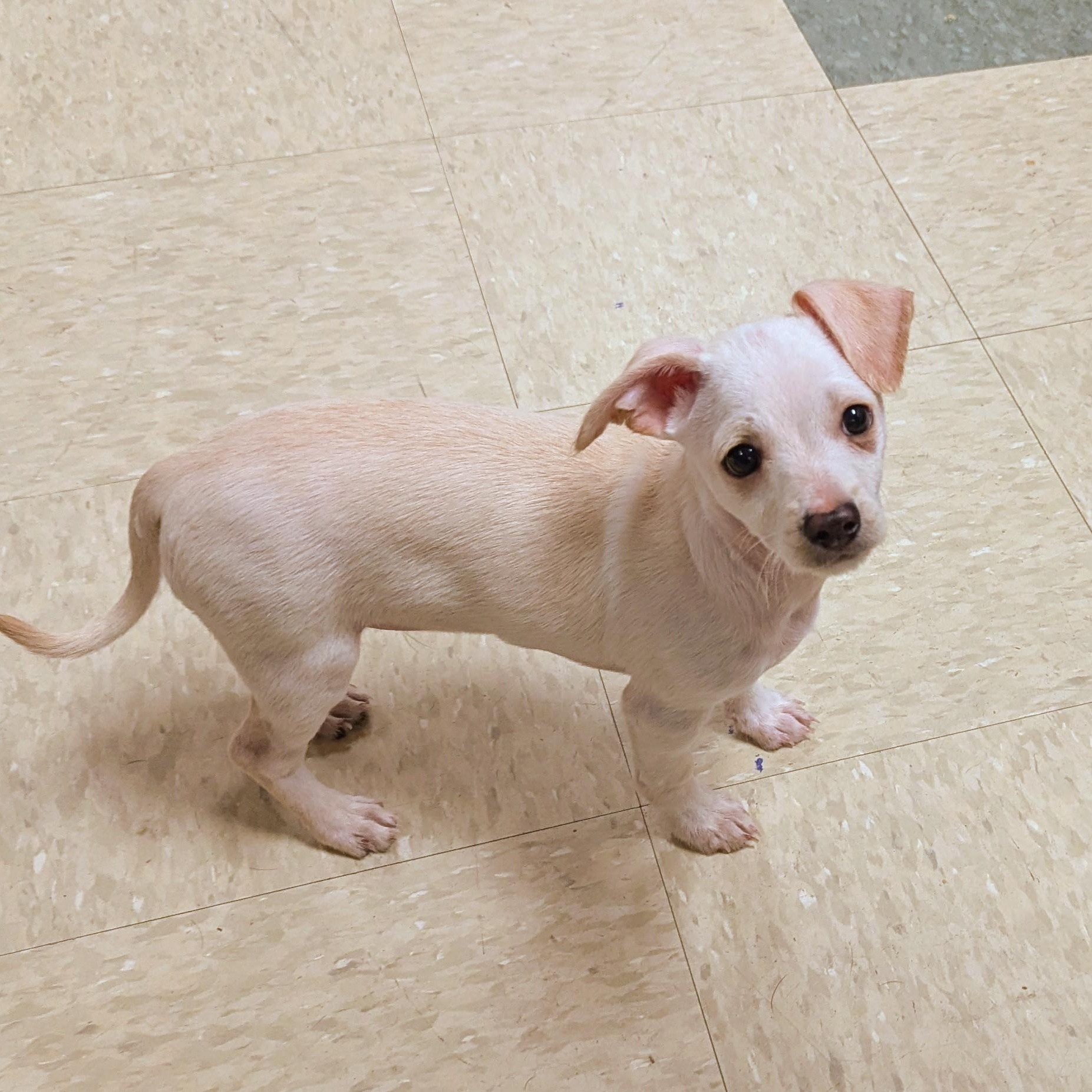 Tyler, a Adoptable mixed breed in Stratford, CT image 4/4