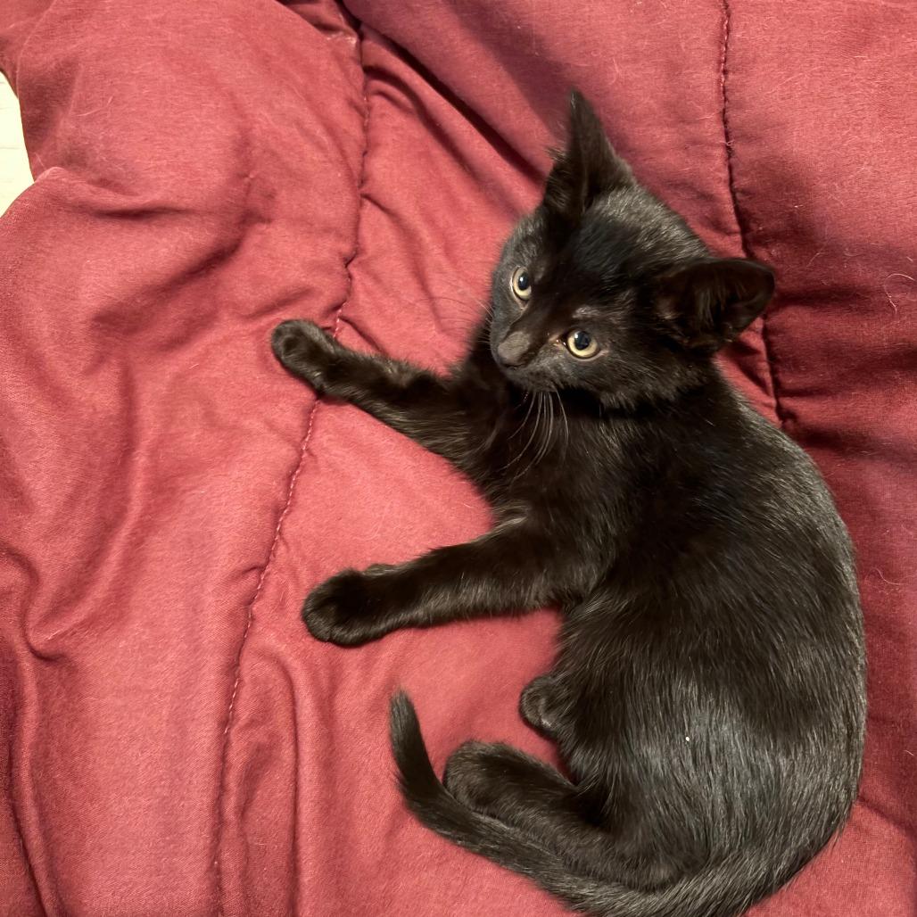 Courtney (Noodle) — thumbnail 2