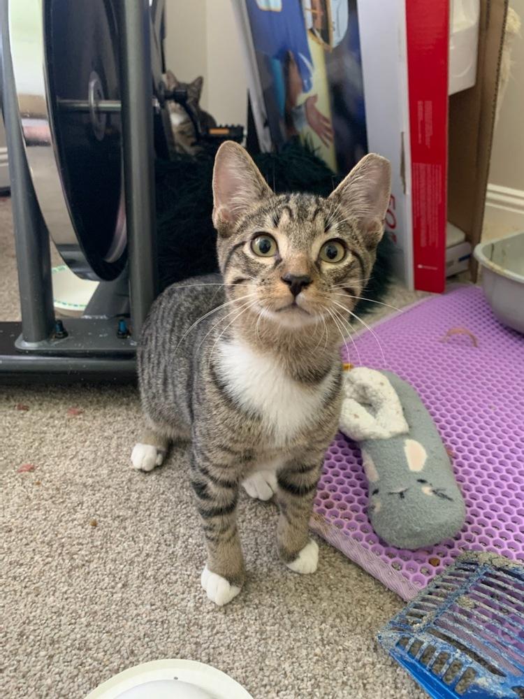 Enlarge Tarot, a Adopted Domestic Short Hair in Kannapolis, NC image 1/1