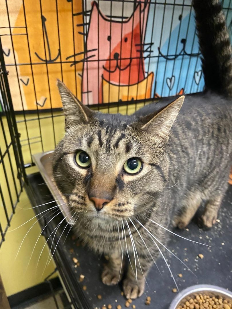 Bubbly, Adoptable, Adult Male Domestic Short Hair.