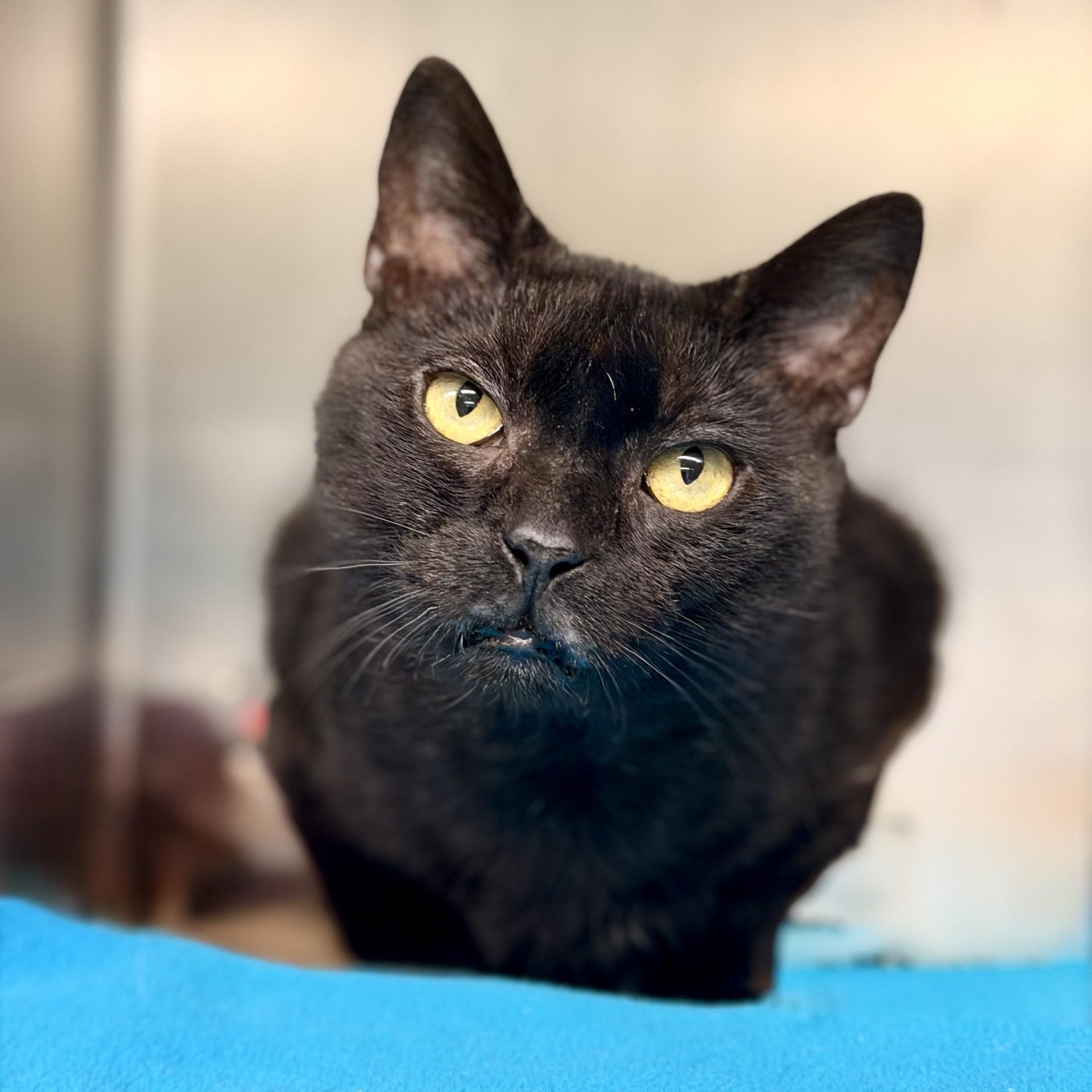 Cats & Kittens for Adoption in New Jersey, NJ | Petfinder