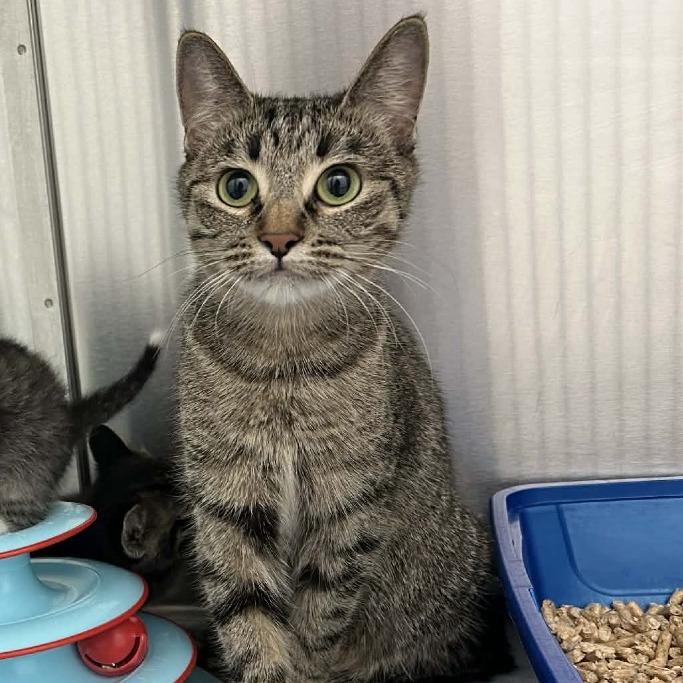 Pauline, Adoptable, Young Female Domestic Short Hair.