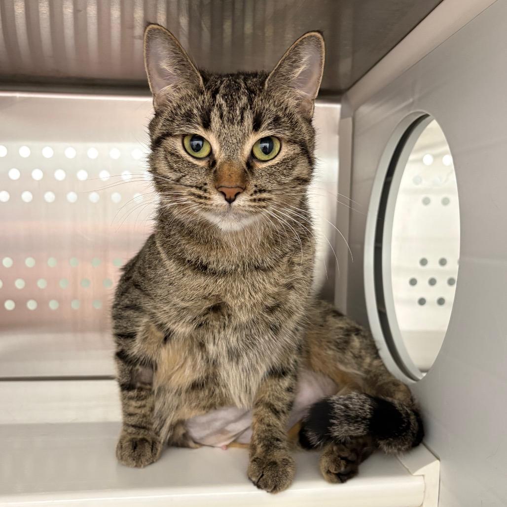 Enlarge Pauline, a Adoptable Domestic Short Hair in Saskatoon, SK image 2/5