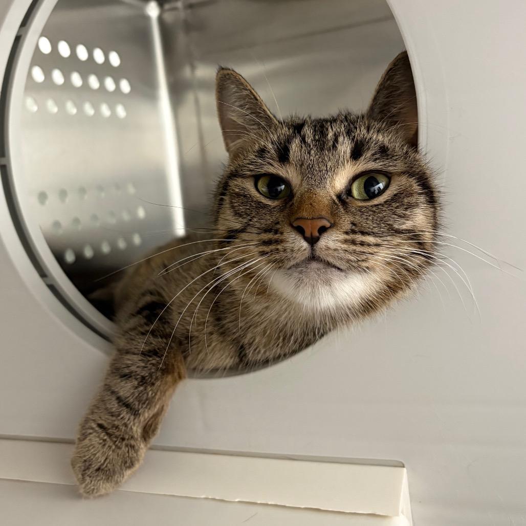 Enlarge Pauline, a Adoptable Domestic Short Hair in Saskatoon, SK image 3/5