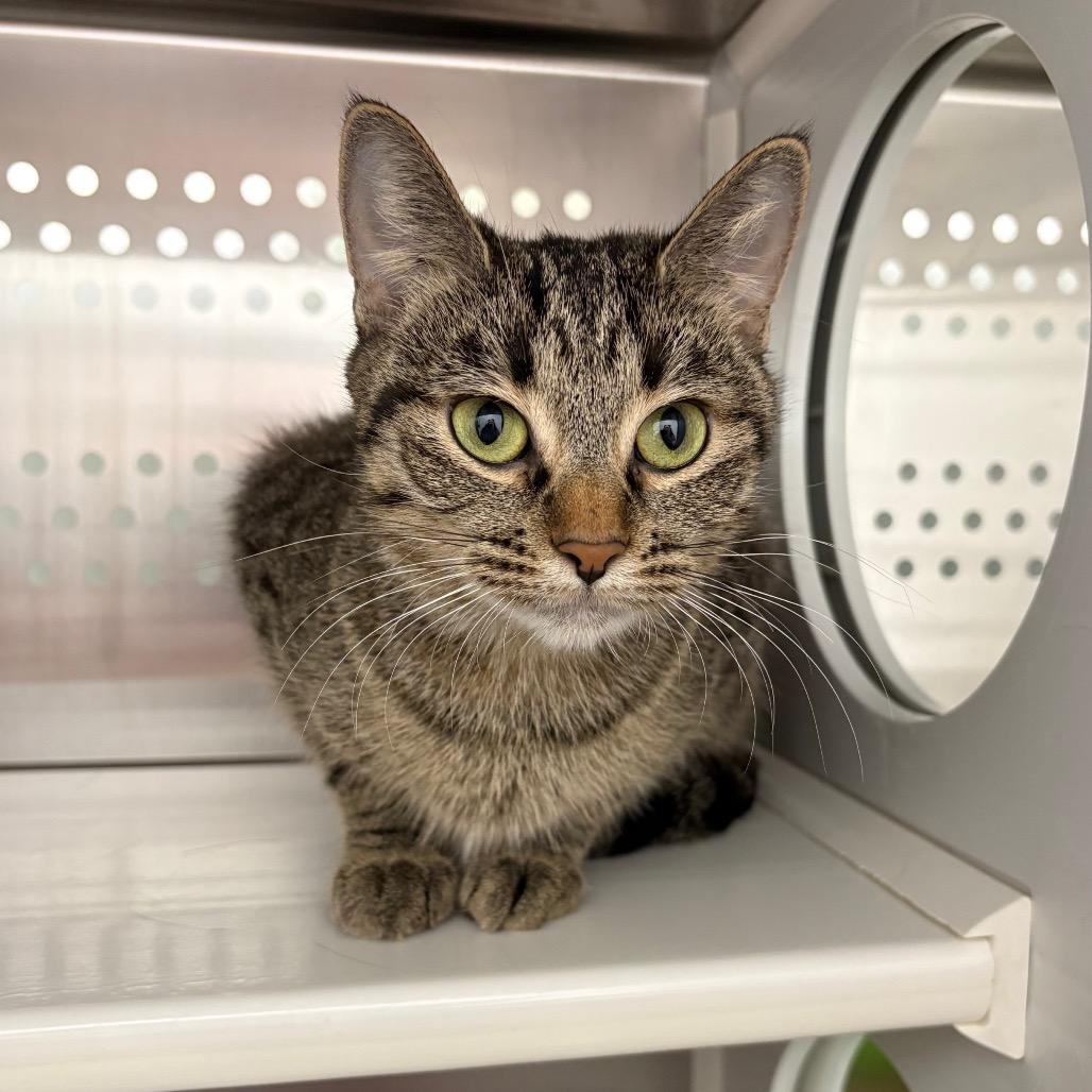 Enlarge Pauline, a Adoptable Domestic Short Hair in Saskatoon, SK image 4/5