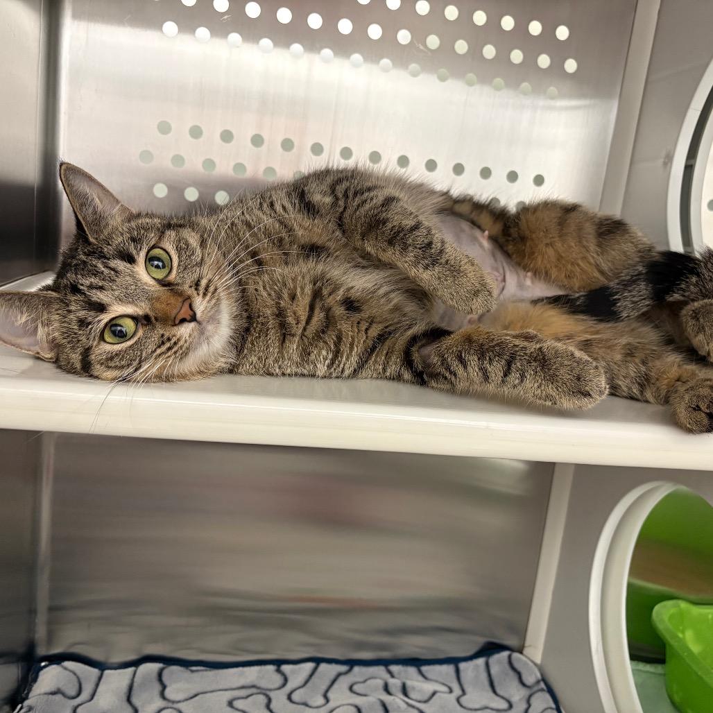 Enlarge Pauline, a Adoptable Domestic Short Hair in Saskatoon, SK image 5/5