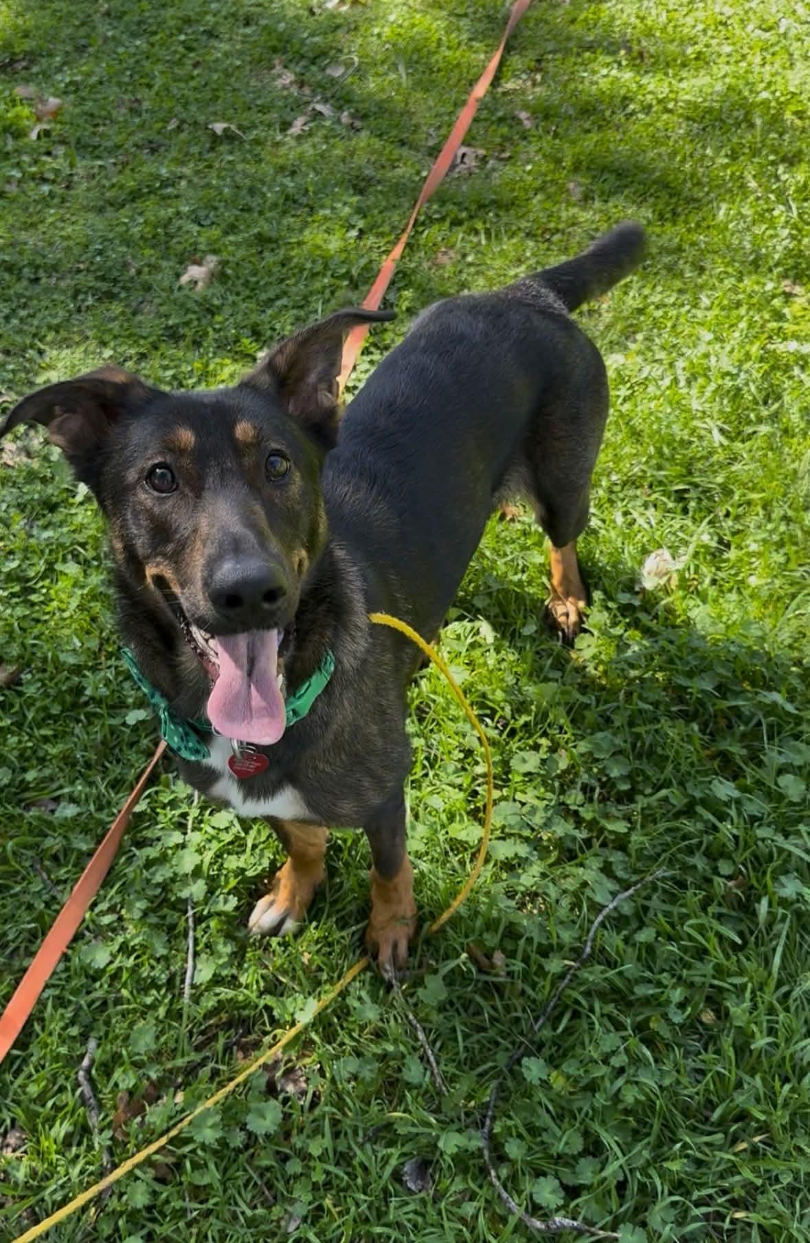 Enlarge 26Alyeska, a ADOPTABLE mixed breed in Shingle Springs, CA image 1/5