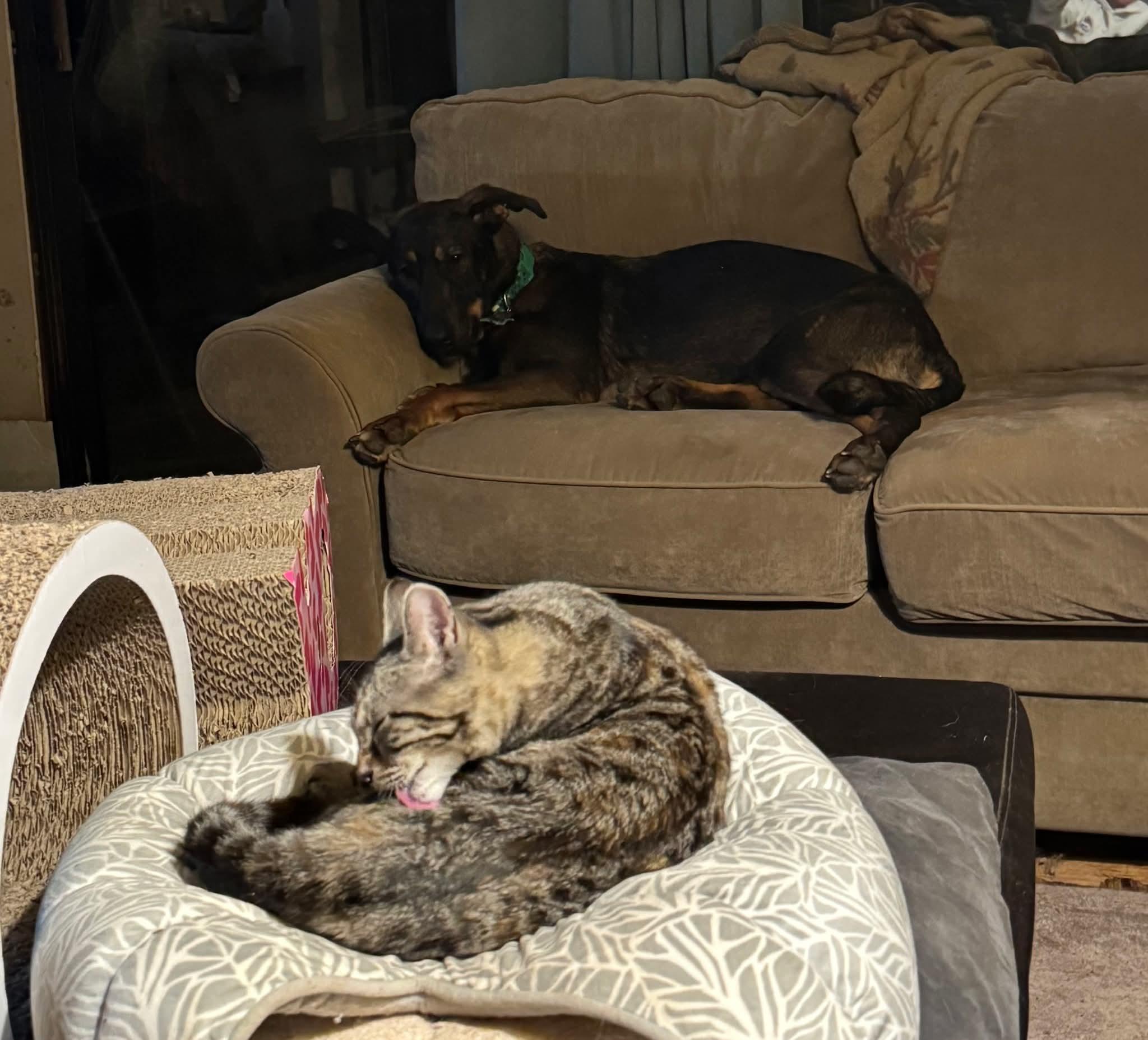 Enlarge 26Alyeska, a ADOPTABLE mixed breed in Shingle Springs, CA image 5/5