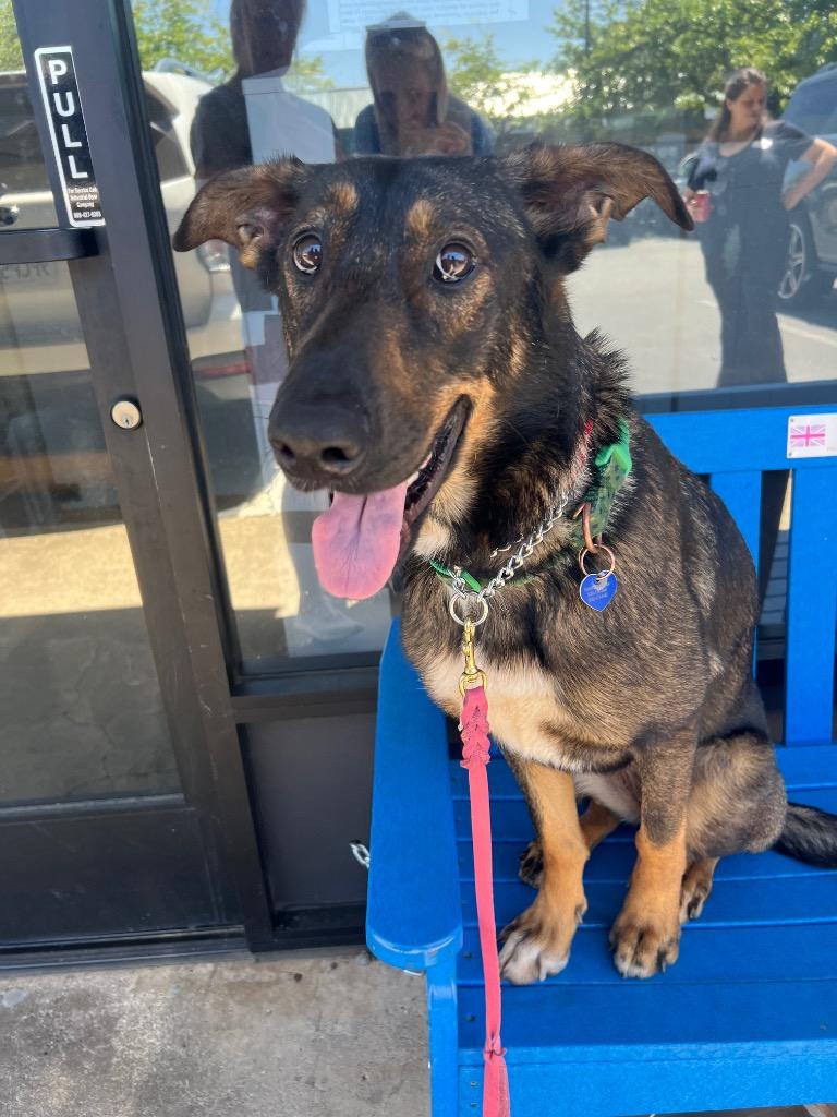 Enlarge 26Alyeska, a ADOPTABLE mixed breed in Shingle Springs, CA image 1/6