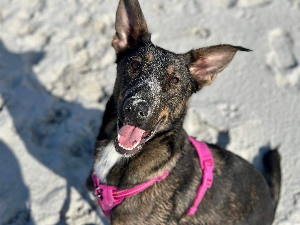 Enlarge 26Alyeska, a ADOPTABLE mixed breed in Shingle Springs, CA image 4/5