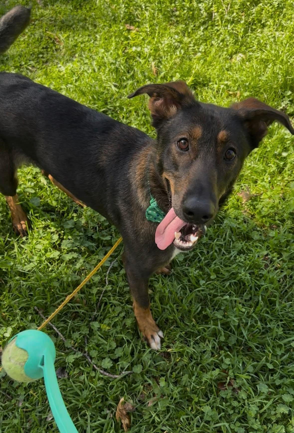 Enlarge 26Alyeska, a ADOPTABLE mixed breed in Shingle Springs, CA image 2/5