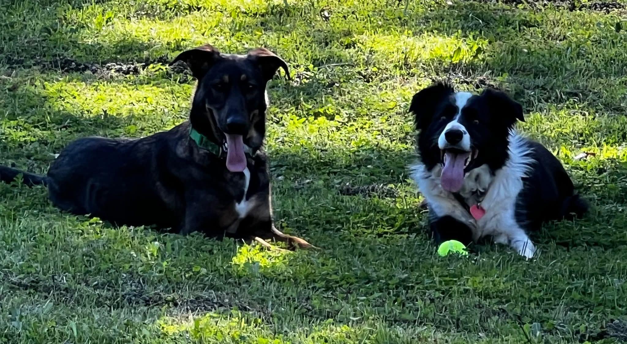 Enlarge 26Alyeska, a ADOPTABLE mixed breed in Shingle Springs, CA image 3/5