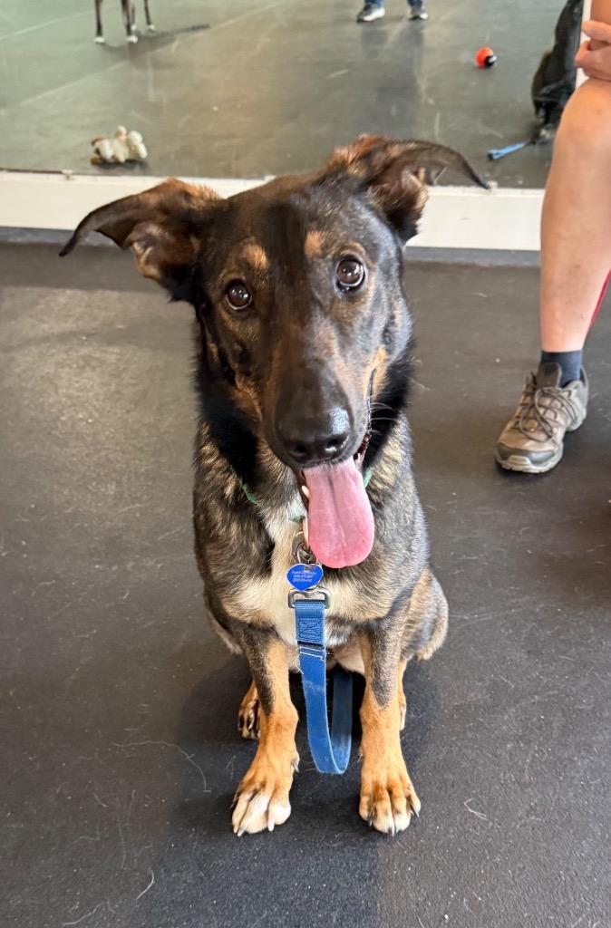26Alyeska, ADOPTABLE, Adult Female Belgian Shepherd / Malinois.