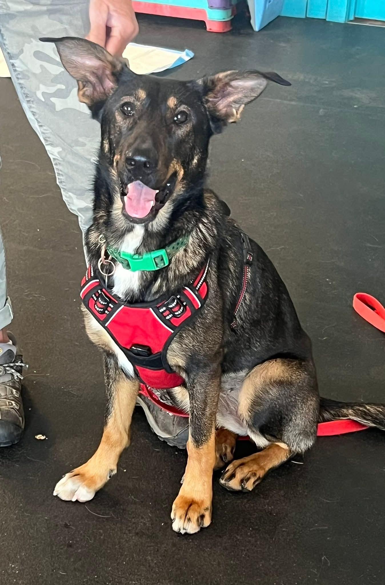 26Alyeska, ADOPTABLE, Adult Female Belgian Shepherd / Malinois.