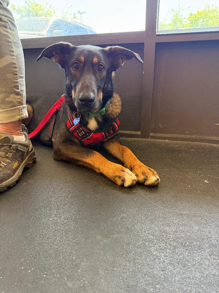 Enlarge 26Alyeska, a ADOPTABLE mixed breed in Shingle Springs, CA image 2/6