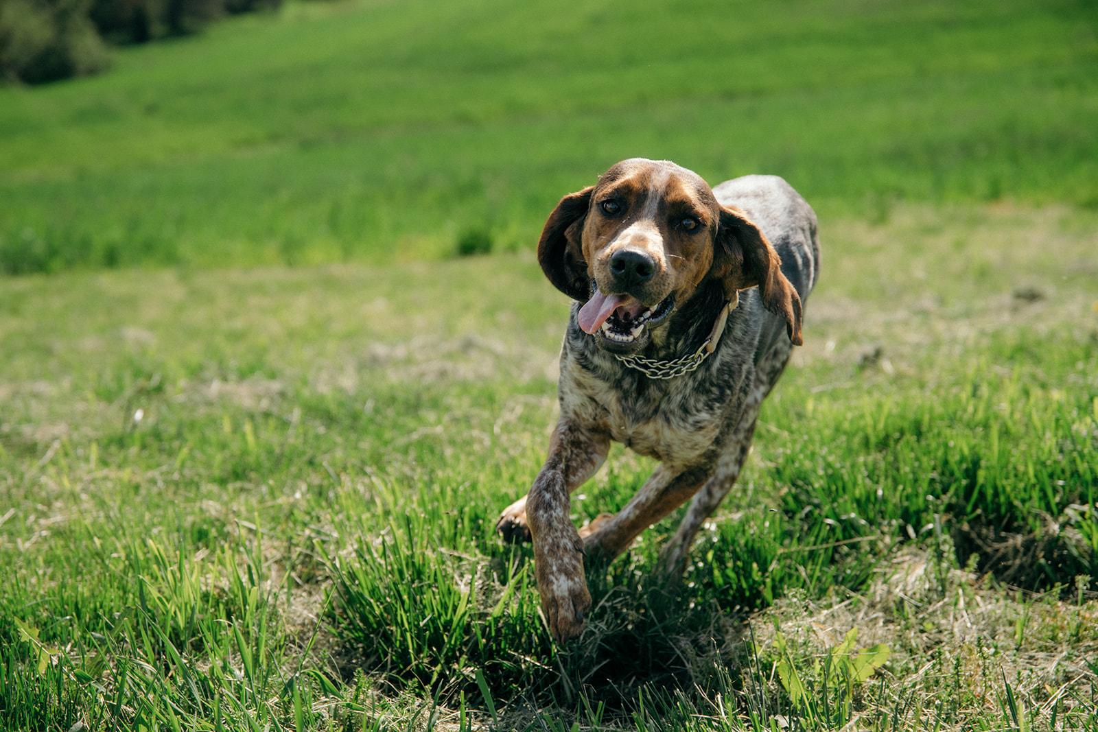 Dan and Clyde, an adopted mixed breed in Plummer, ID image 2/6