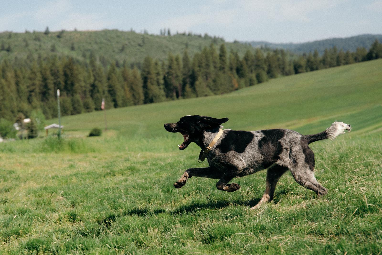 Dan and Clyde, an adopted mixed breed in Plummer, ID image 5/6