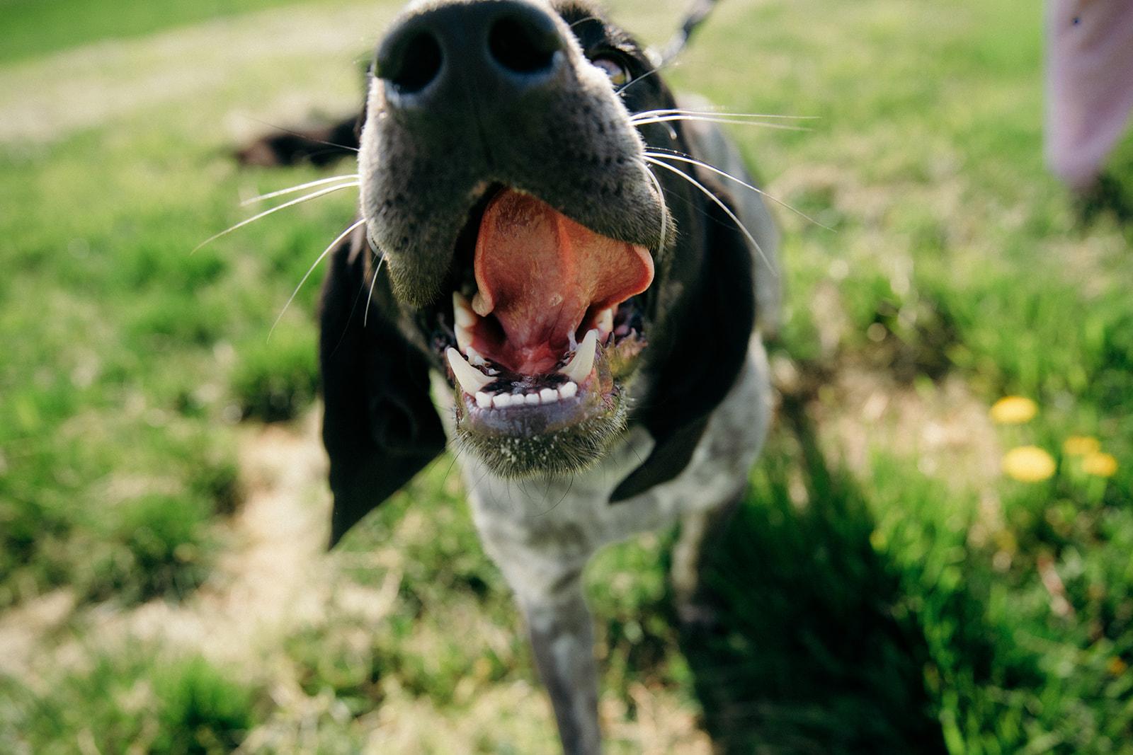 Dan and Clyde, adopted, Young Male Bluetick Coonhound.
