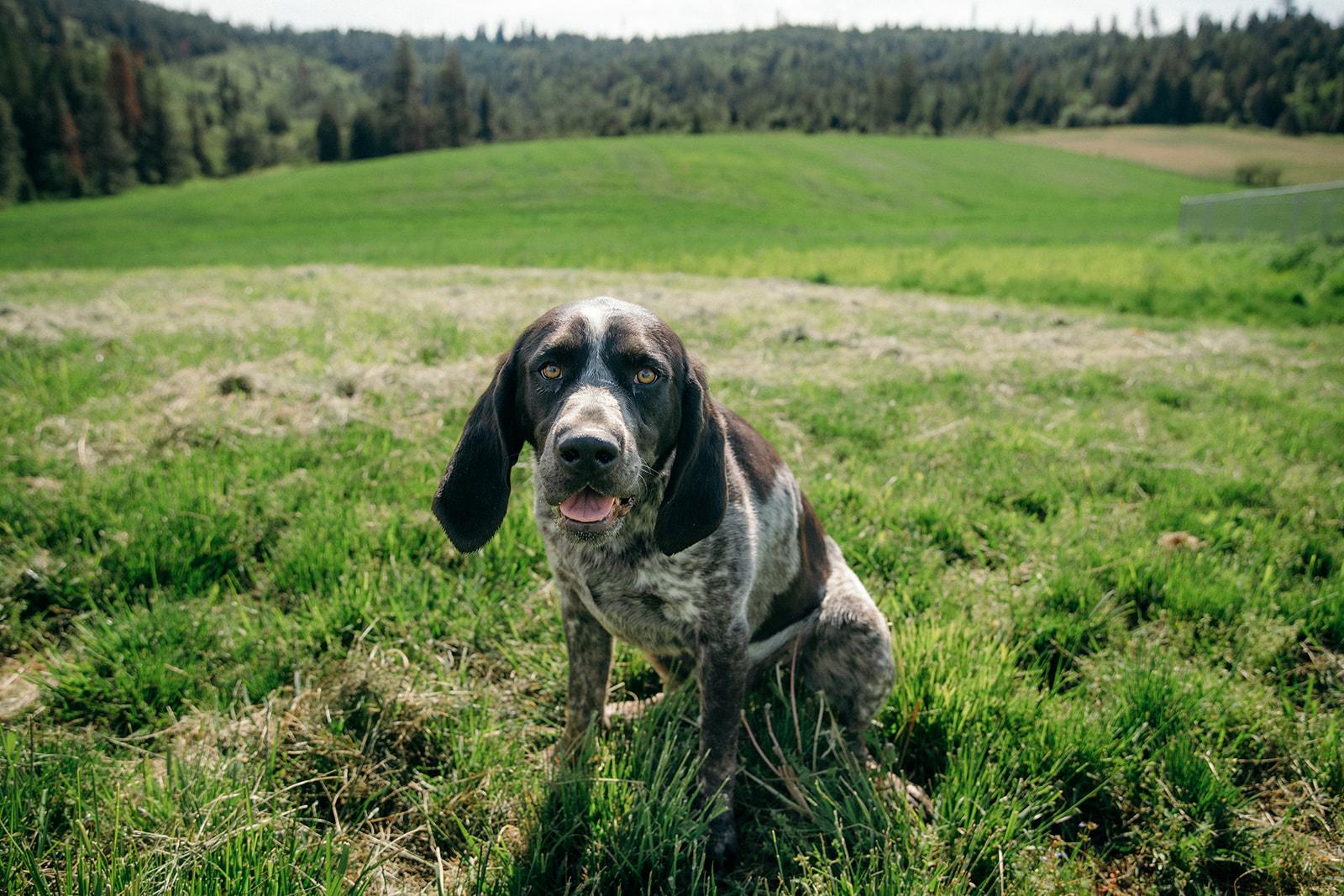 Dan and Clyde, an adopted mixed breed in Plummer, ID image 3/6