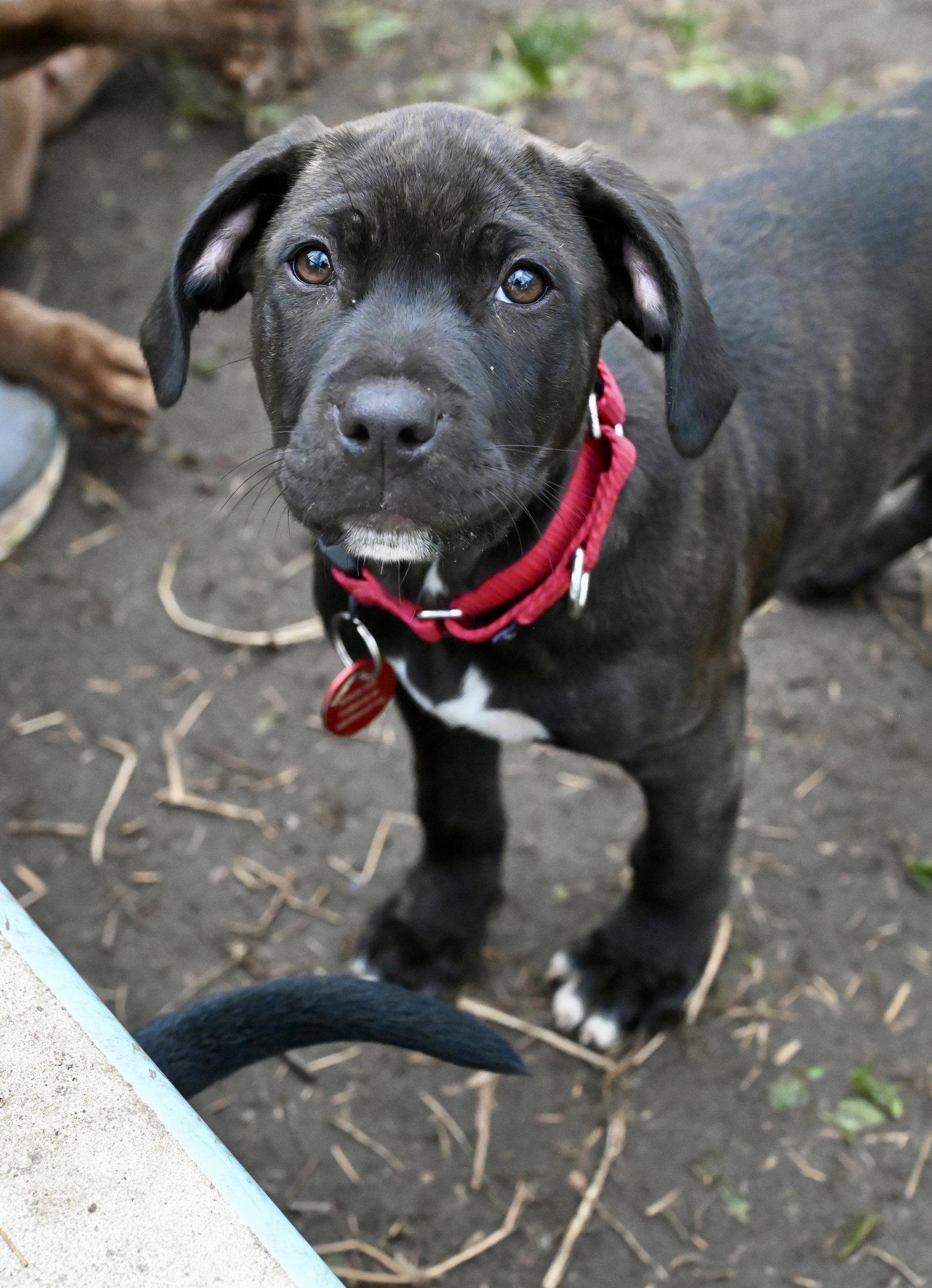 Enlarge Juniper Wings-of-Love *LOCAL*, a Adoptable mixed breed in Wakefield, RI image 1/3