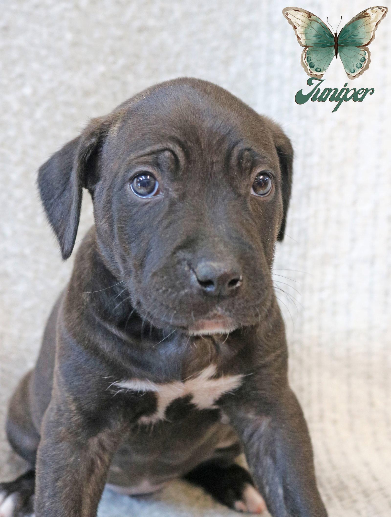 Enlarge Juniper Wings-of-Love *LOCAL*, a Adoptable mixed breed in Wakefield, RI image 2/3