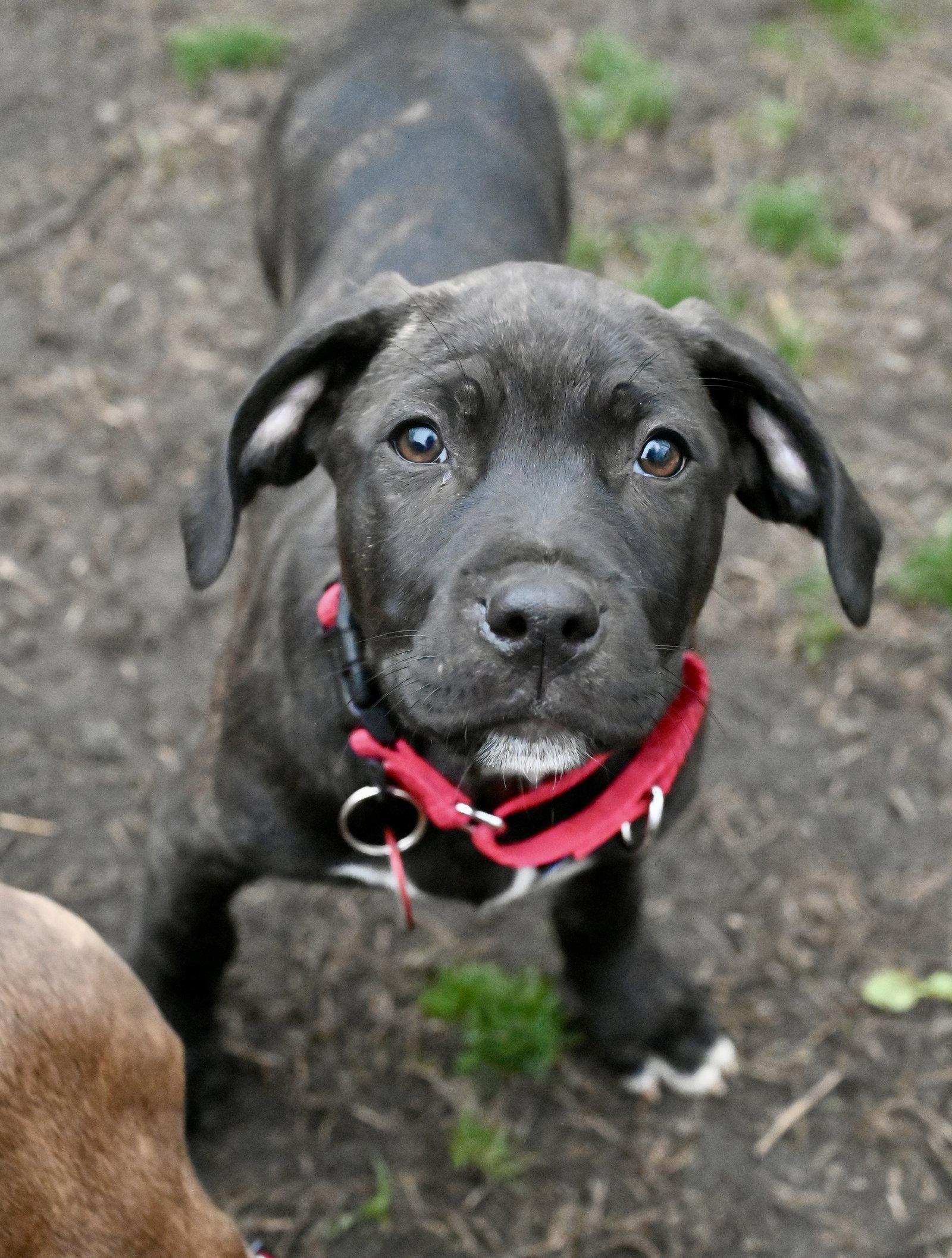 Enlarge Juniper Wings-of-Love *LOCAL*, a Adoptable mixed breed in Wakefield, RI image 3/3
