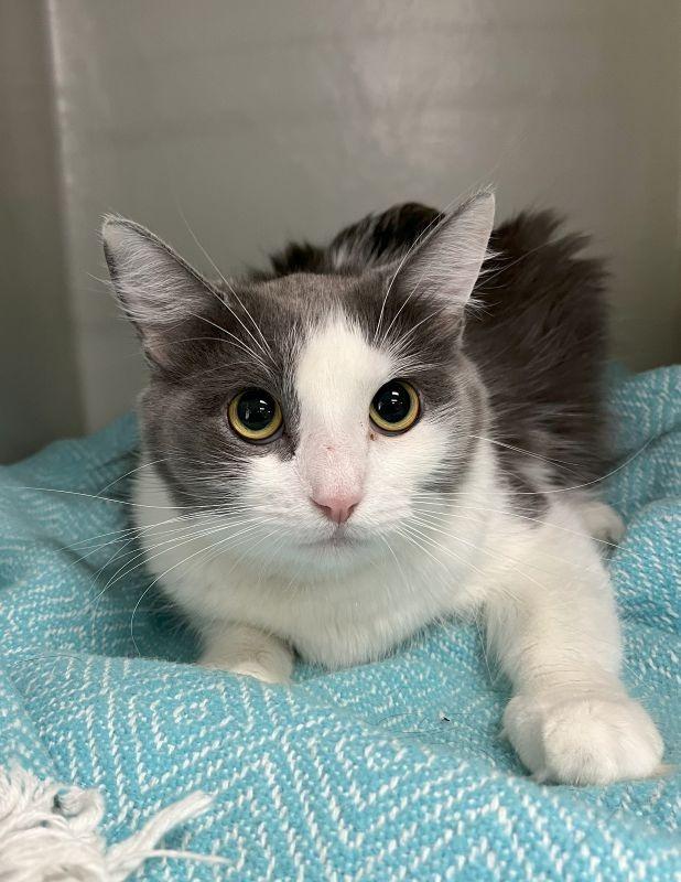 Gray, Adoptable, Adult Female Domestic Medium Hair.