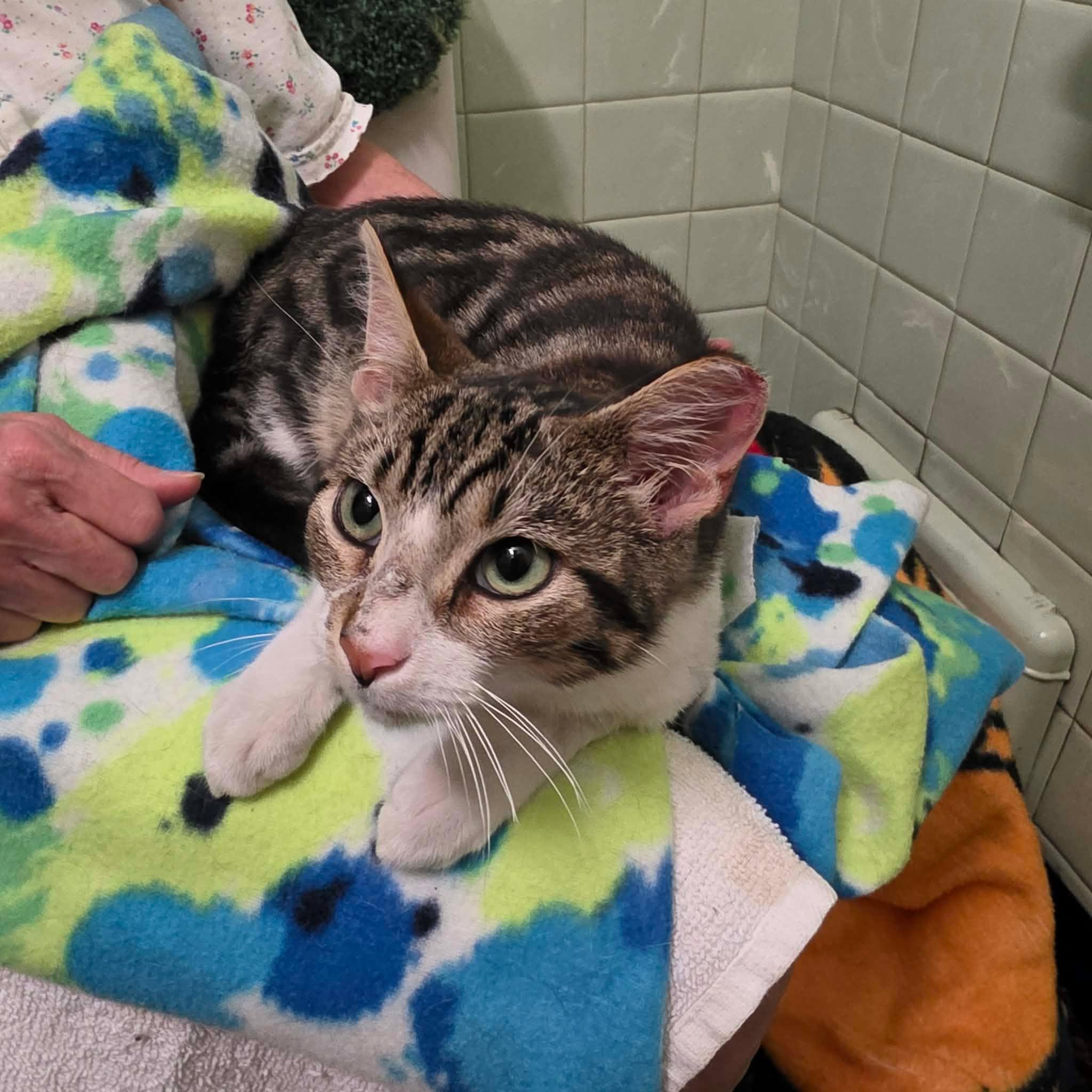 Jude, Adoptable, Kitten Male Tabby.
