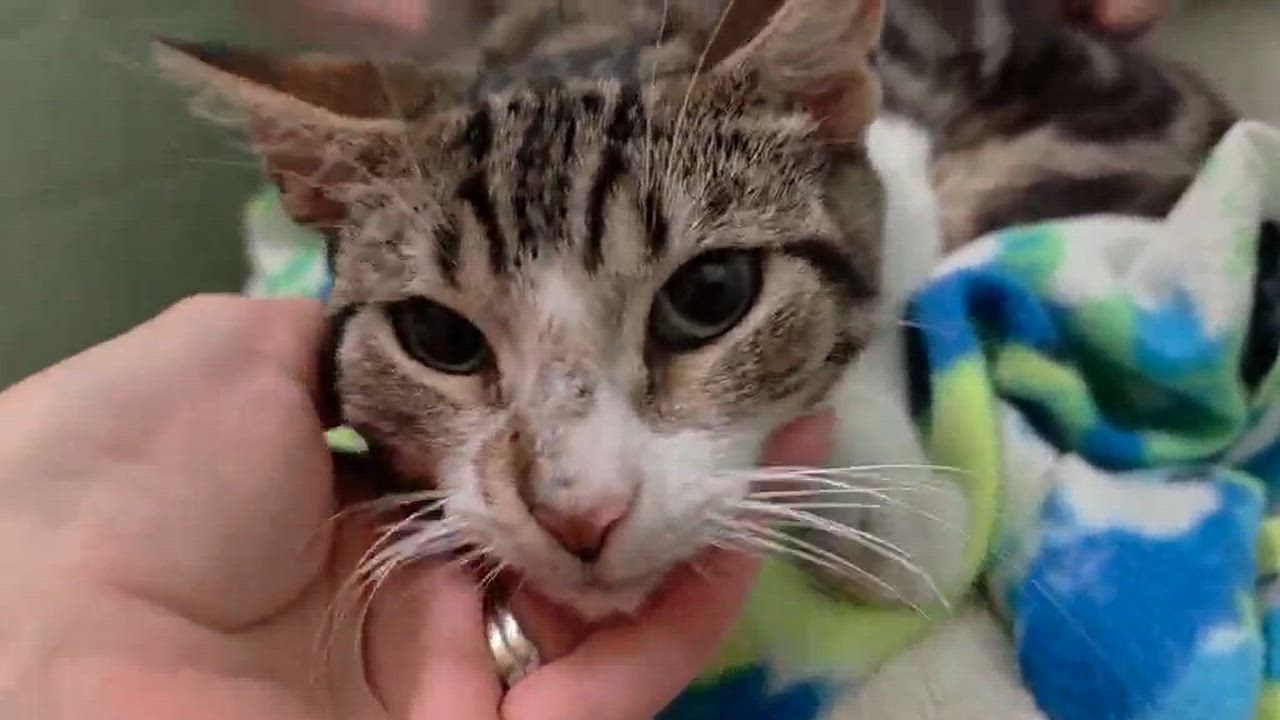 Enlarge Jude, a Adoptable mixed breed in Chicago, IL video 4/6