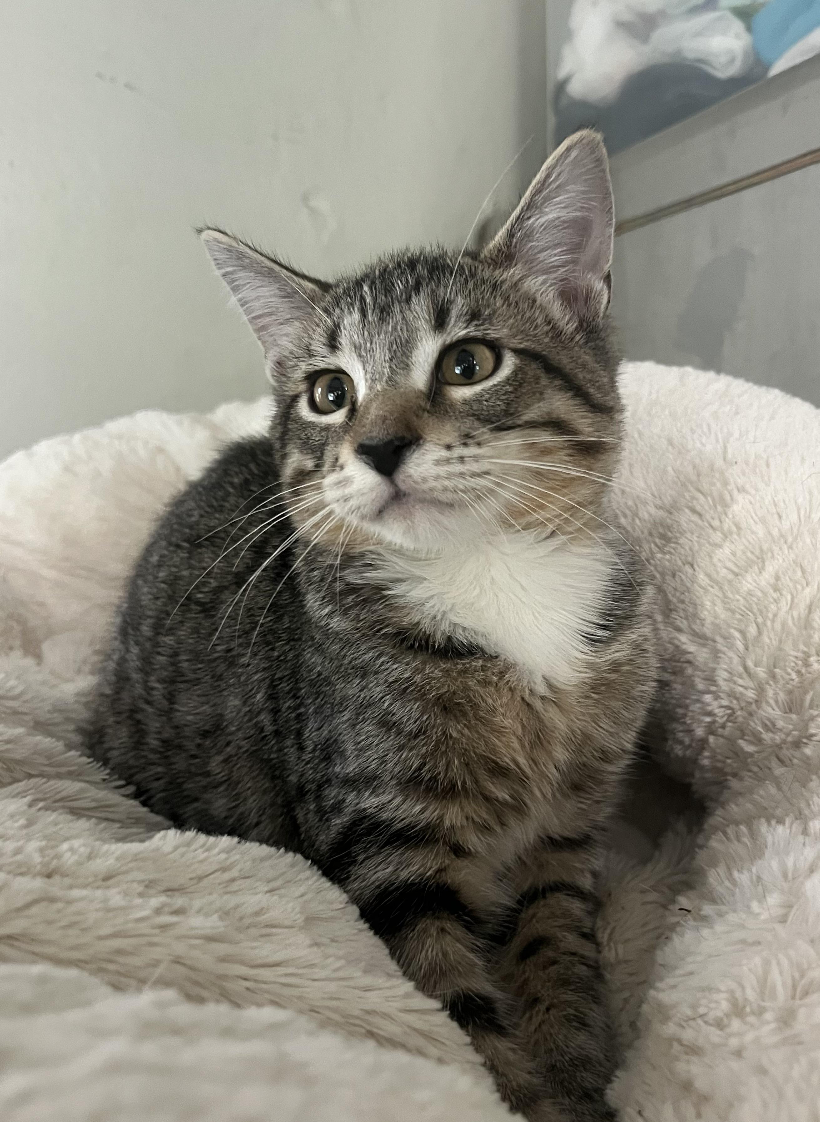 Smallie, Adoptable, Young Male Domestic Short Hair.