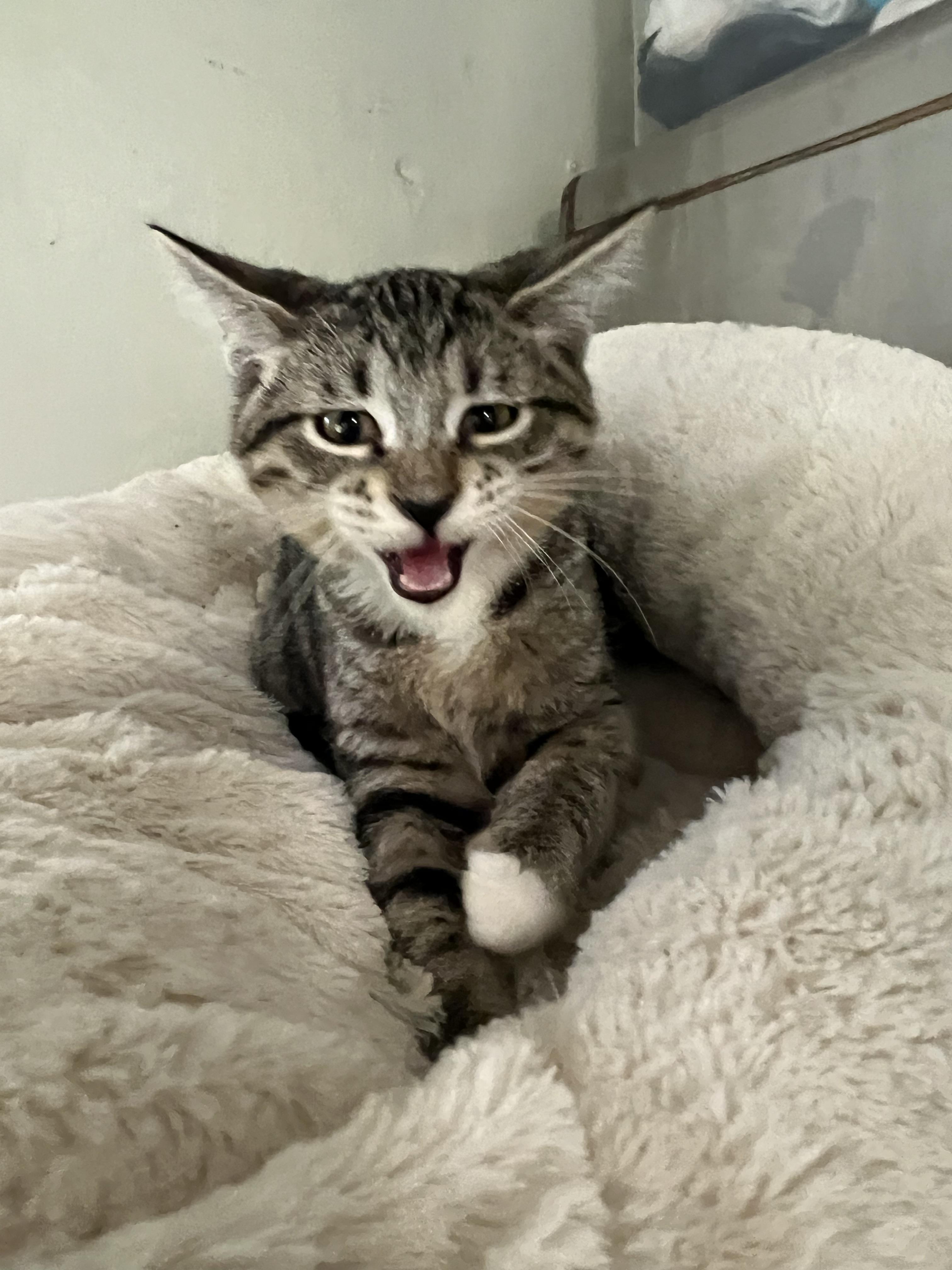 Enlarge Smallie, a Adoptable Domestic Short Hair in Lombard, IL image 2/4