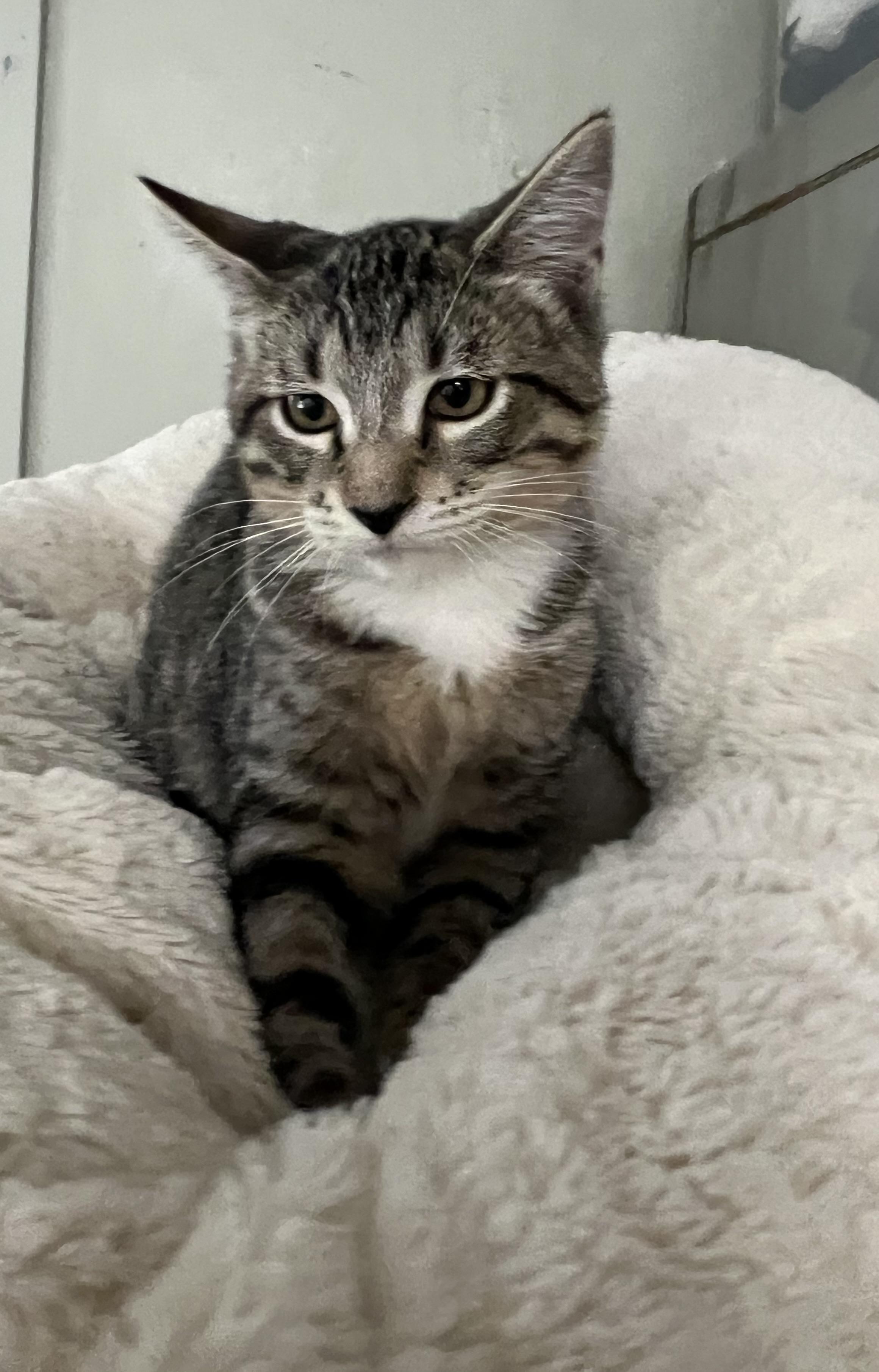 Enlarge Smallie, a Adoptable Domestic Short Hair in Lombard, IL image 3/4