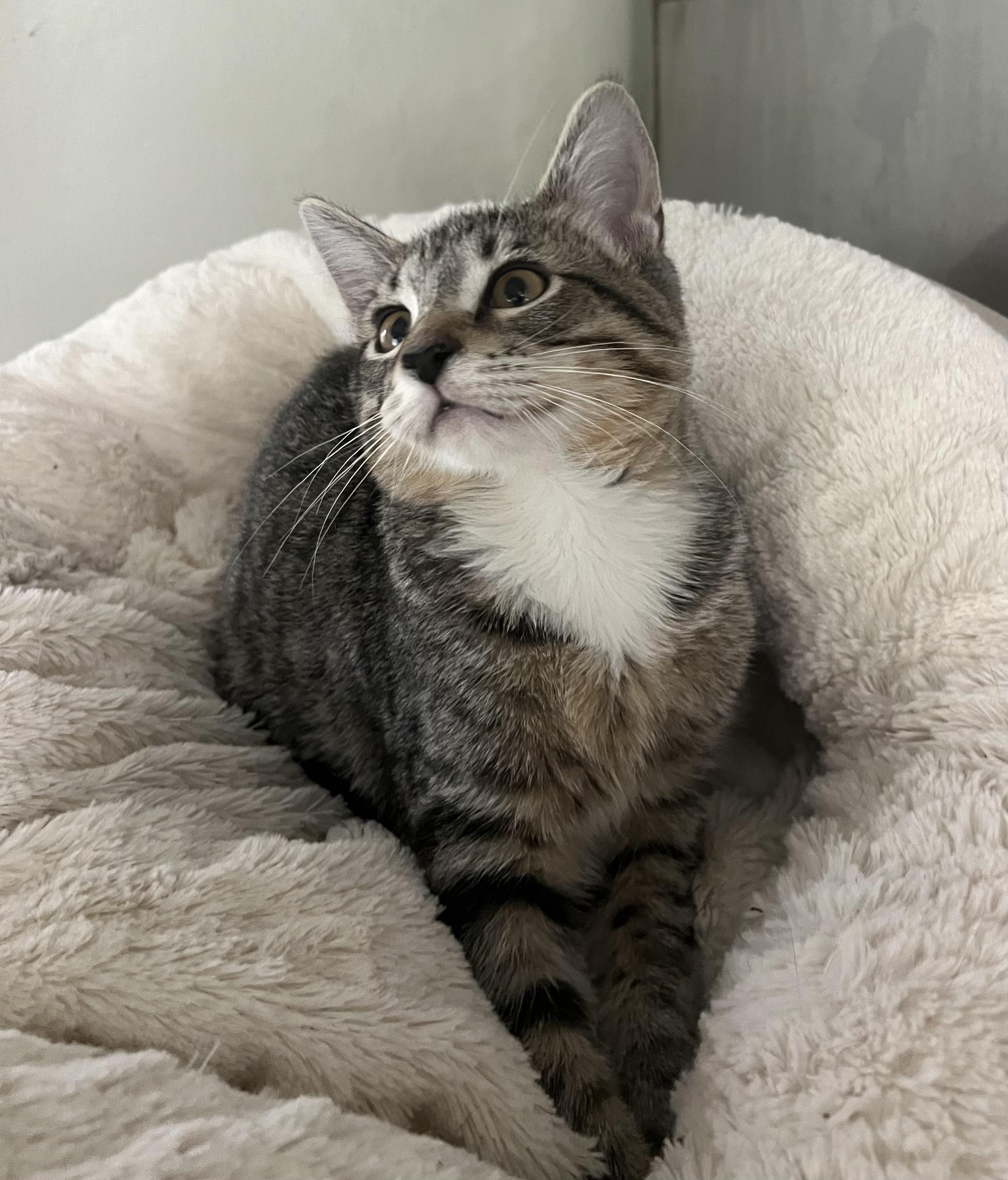 Enlarge Smallie, a Adoptable Domestic Short Hair in Lombard, IL image 4/4