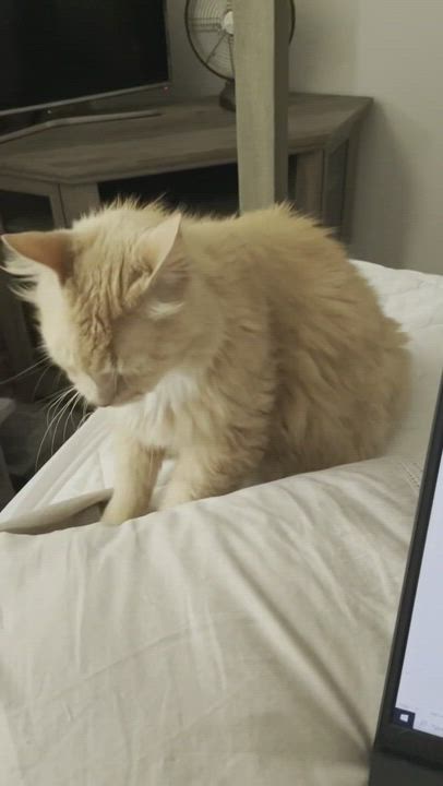 Enlarge Baked Potato , a Adopted Maine Coon in Mount Airy, MD video 2/5