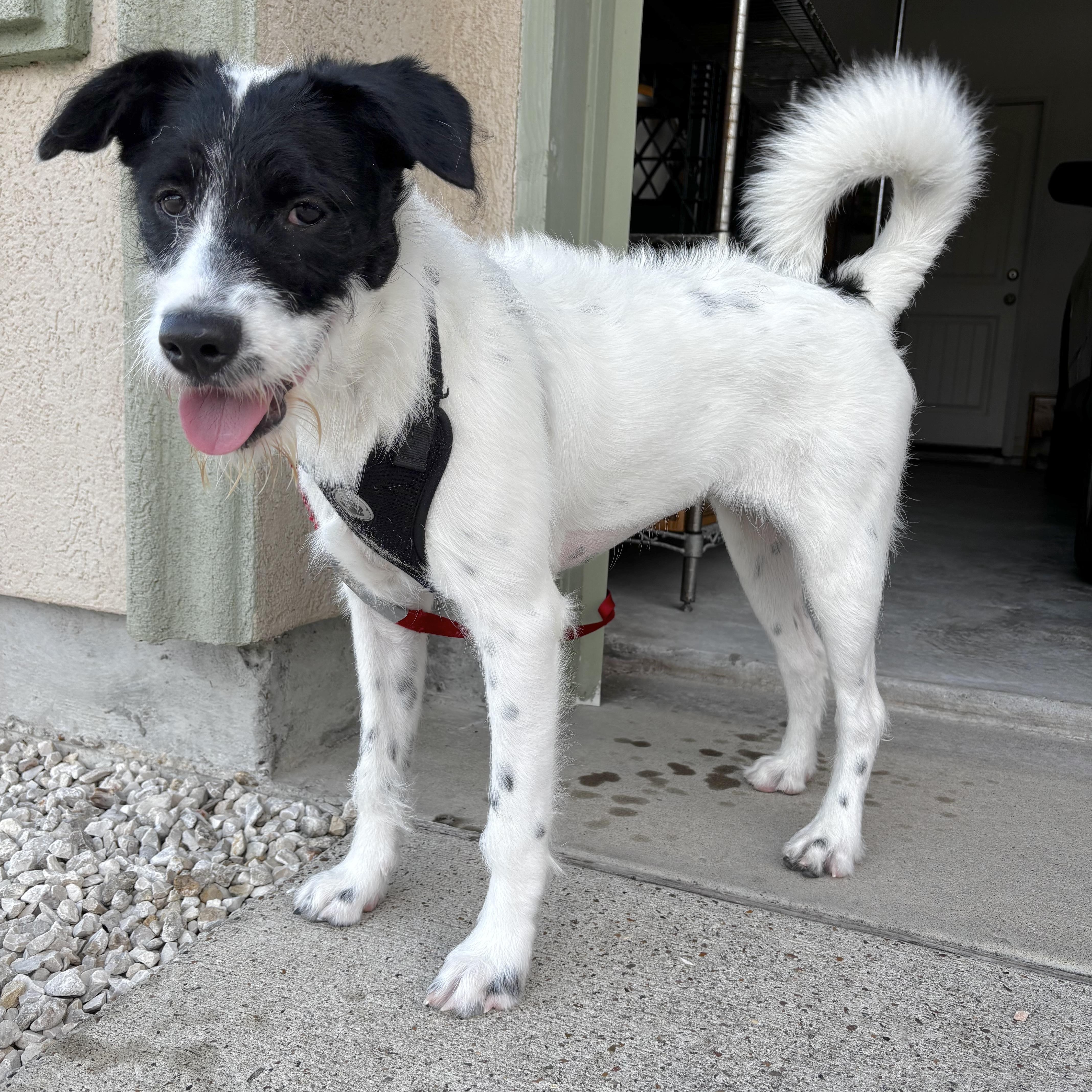Enlarge Lacy Lou, an adopted mixed breed in Alexandria, VA image 2/6