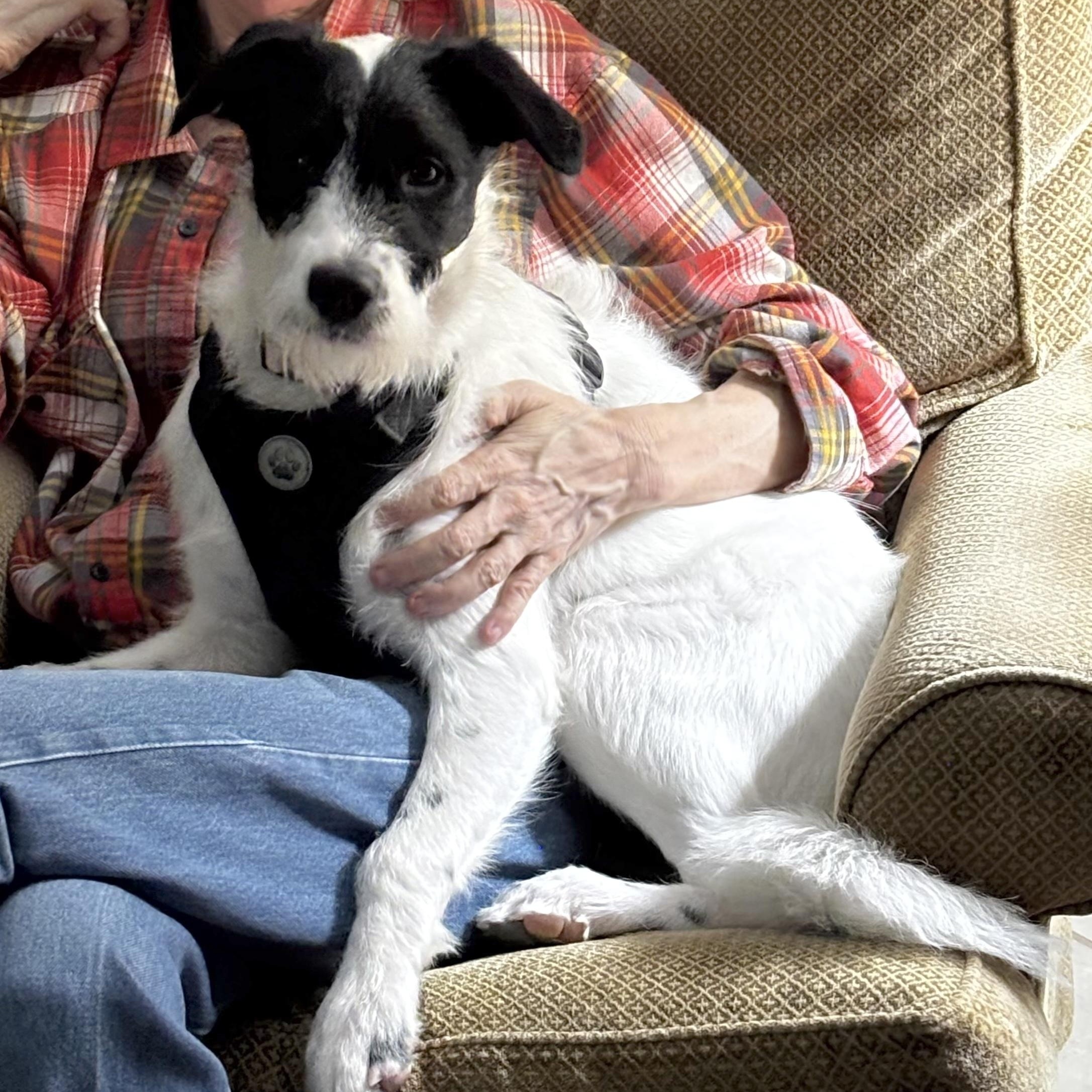 Enlarge Lacy Lou, an adopted mixed breed in Alexandria, VA image 3/6
