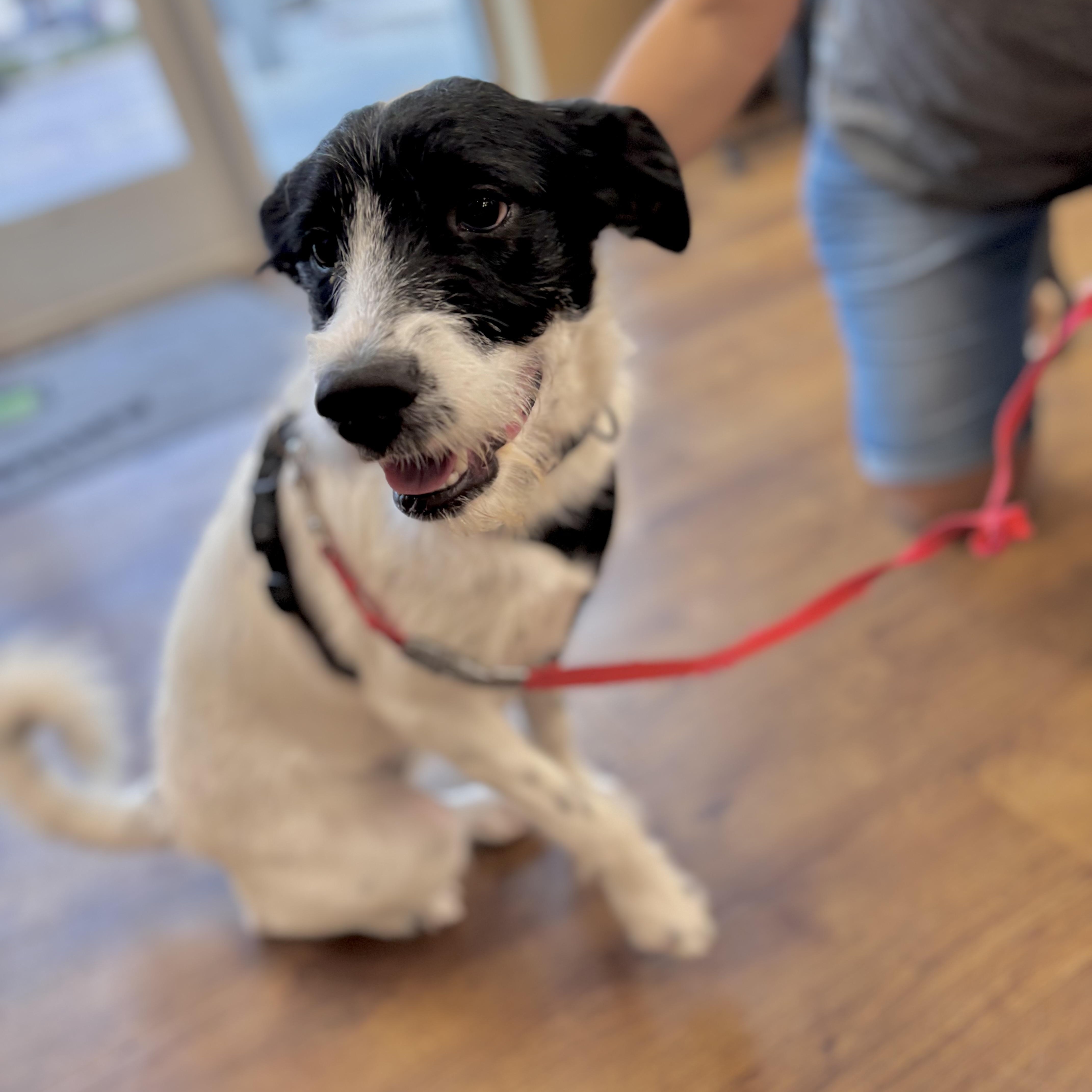 Enlarge Lacy Lou, an adopted mixed breed in Alexandria, VA image 5/6