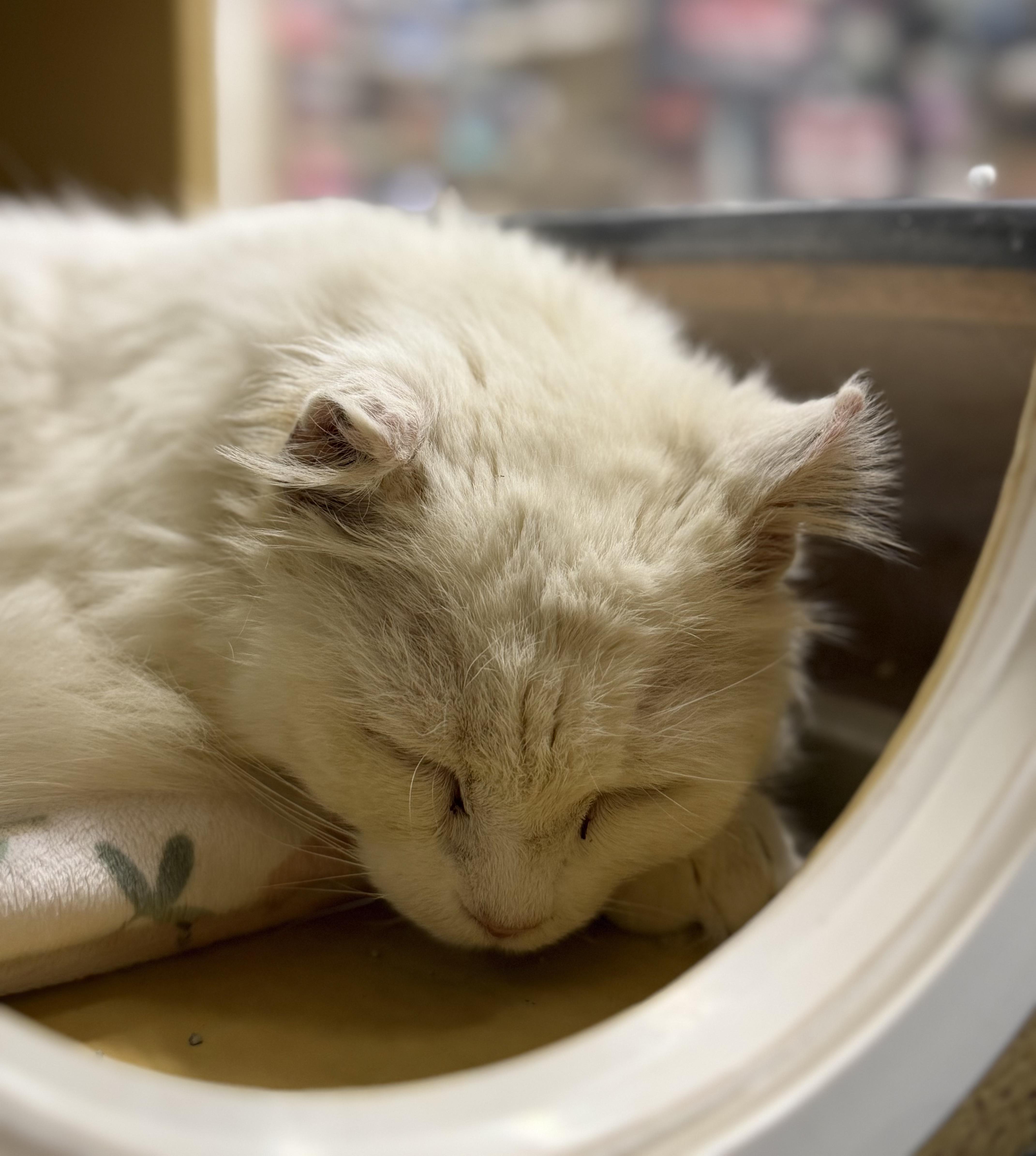 Enlarge Snow, an adopted Turkish Angora in Charlotte, NC image 2/2