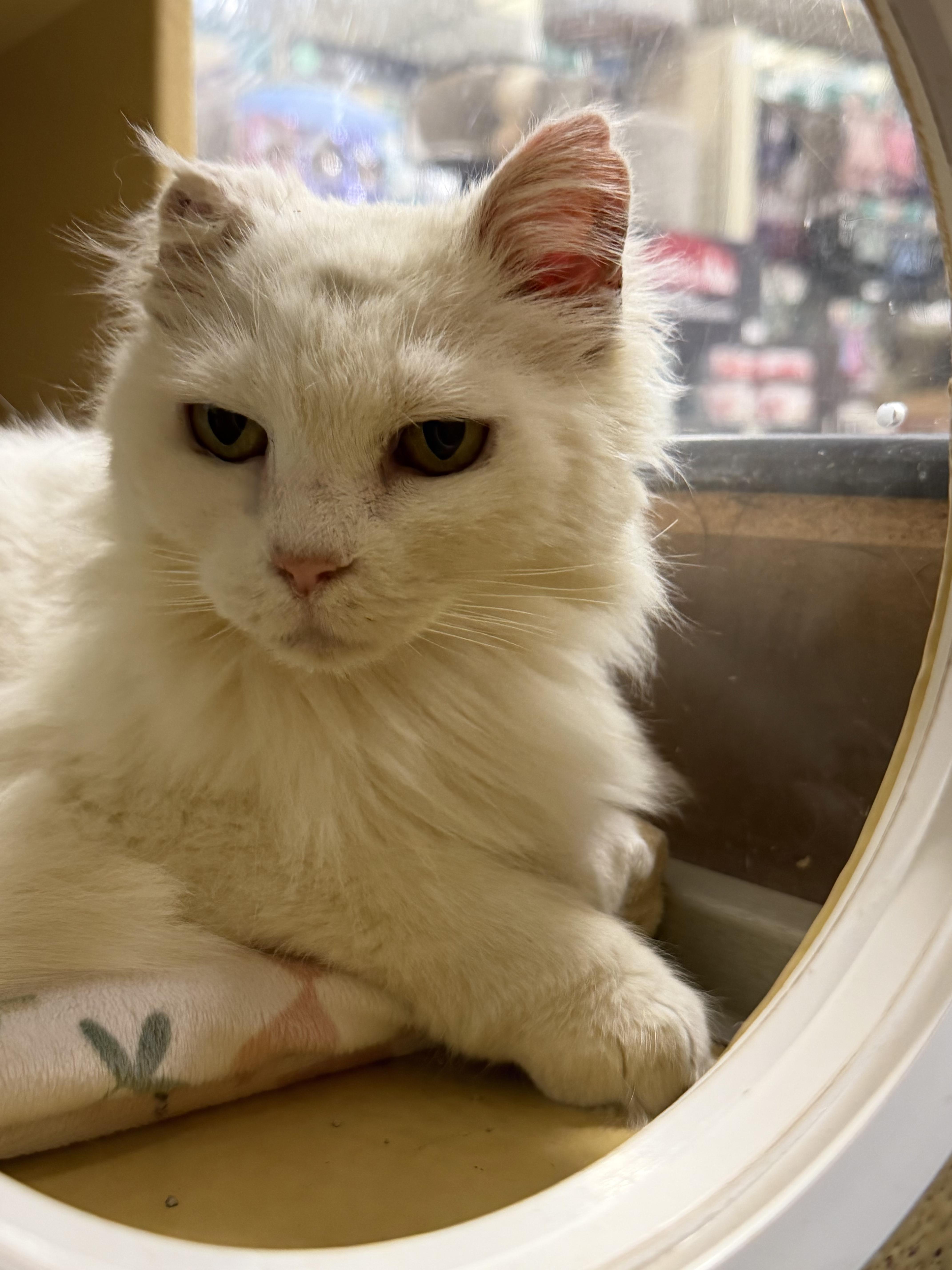 Snow, ADOPTABLE, Adult Female Turkish Angora.