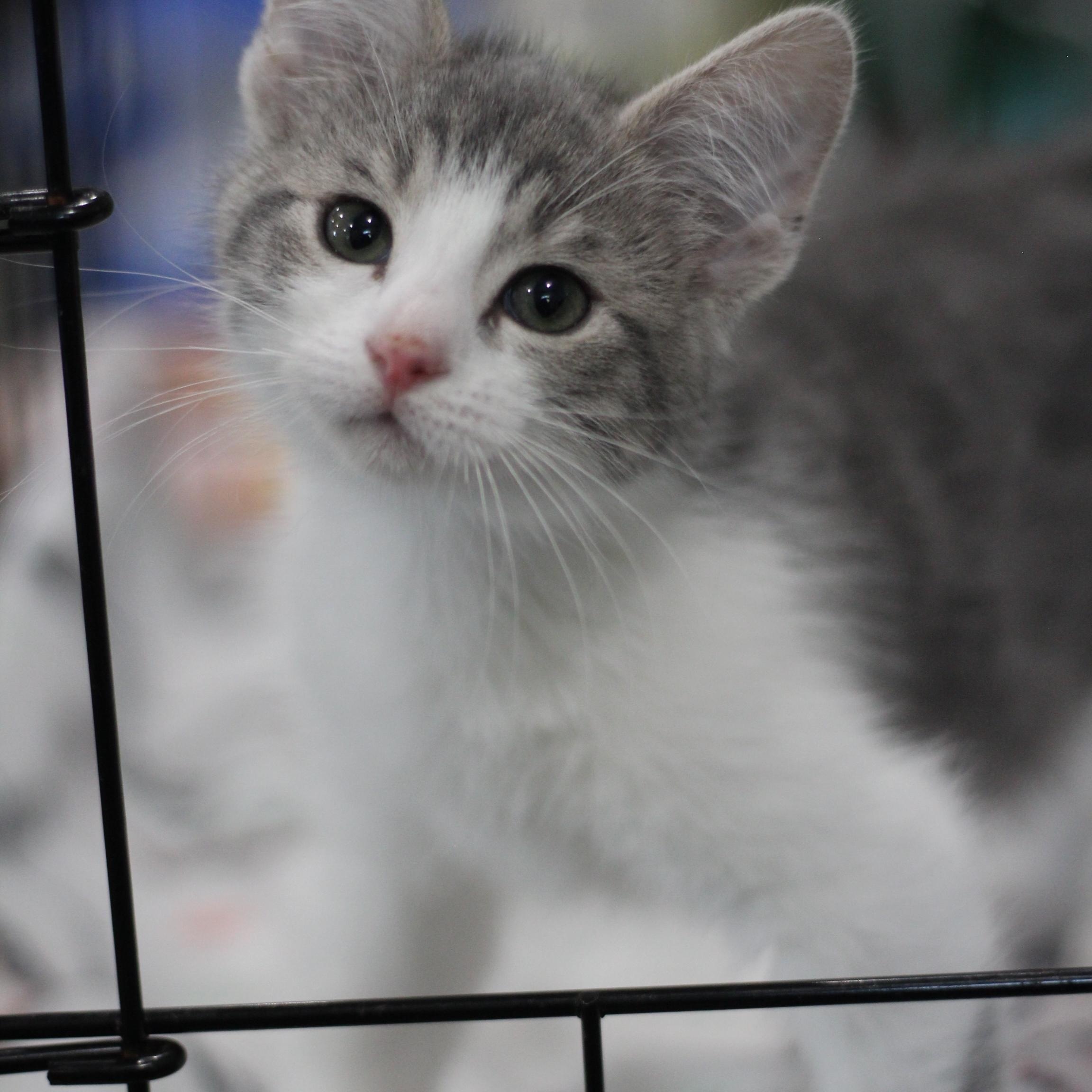 Chanel, adopted, Kitten Female Domestic Short Hair.