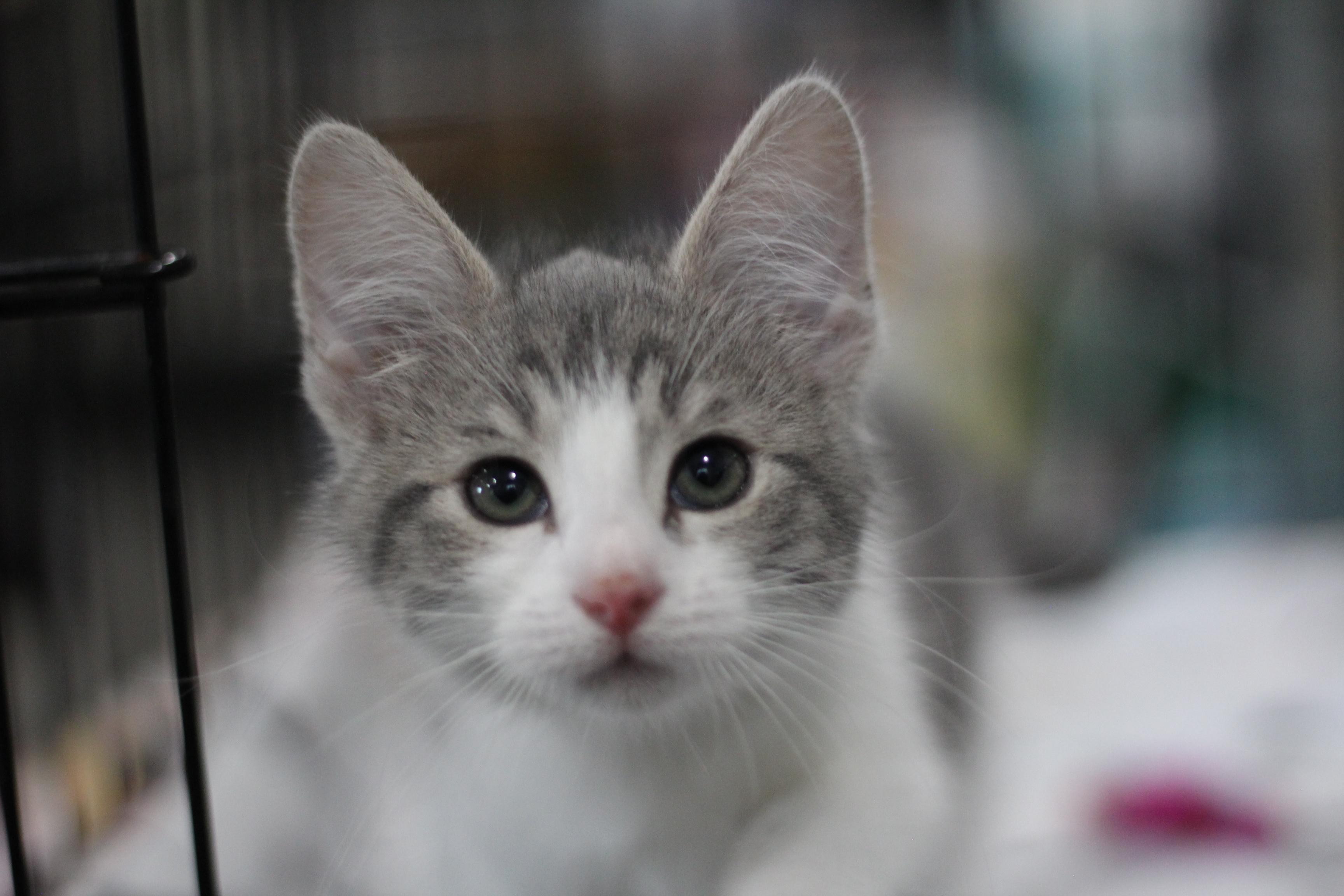 Enlarge Chanel, an adopted Domestic Short Hair in Ottumwa, IA image 2/2
