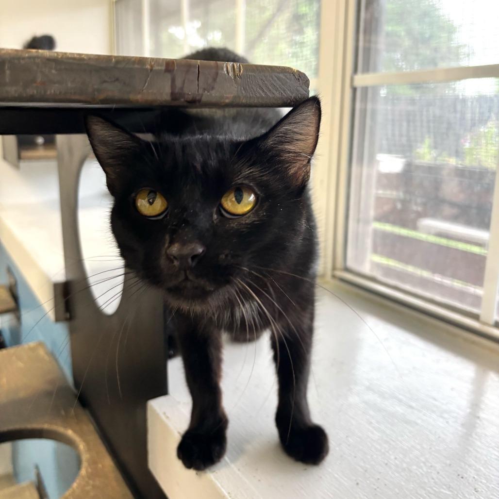 Enlarge Elevator Music, a Adoptable Domestic Short Hair in Carencro, LA image 1/3