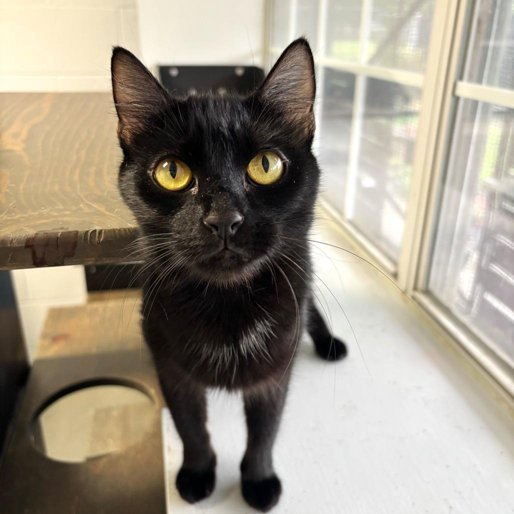 Enlarge Elevator Music, a Adoptable Domestic Short Hair in Carencro, LA image 2/3