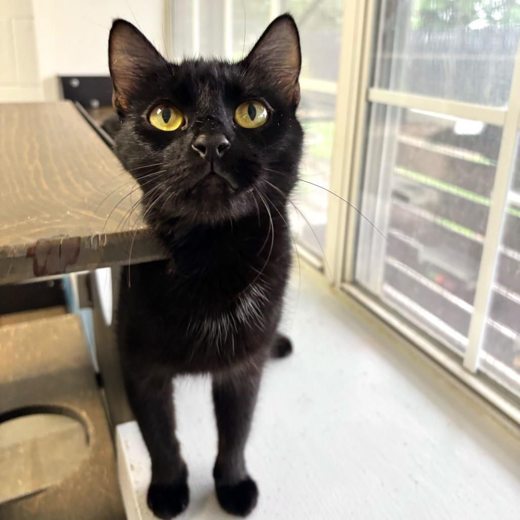 Enlarge Elevator Music, a Adoptable Domestic Short Hair in Carencro, LA image 3/3