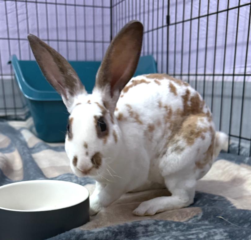 Enlarge Dameon, a ADOPTABLE Rex in Oshkosh, WI image 3/4