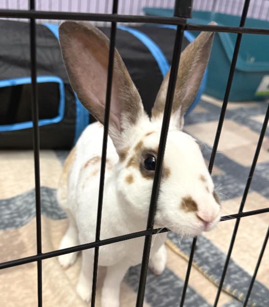 Enlarge Dameon, a ADOPTABLE Rex in Oshkosh, WI image 4/4