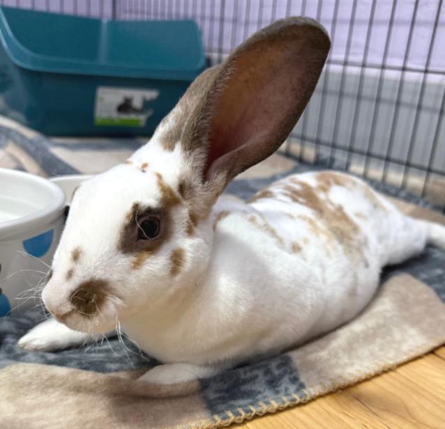 Dameon, ADOPTABLE, Baby Male Rex.