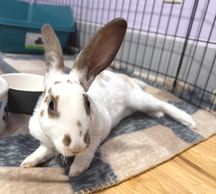 Enlarge Dameon, a ADOPTABLE Rex in Oshkosh, WI image 2/4