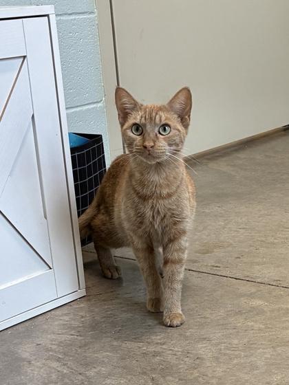 25-131 Ginger, a Adoptable Domestic Short Hair in Barnesville, GA image 1/3
