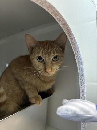 25-131 Ginger, a Adoptable Domestic Short Hair in Barnesville, GA image 2/3